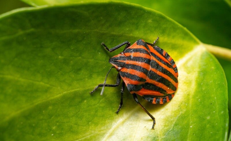 Microsoft catches hackers exploiting Zimbra bug before disclosure
