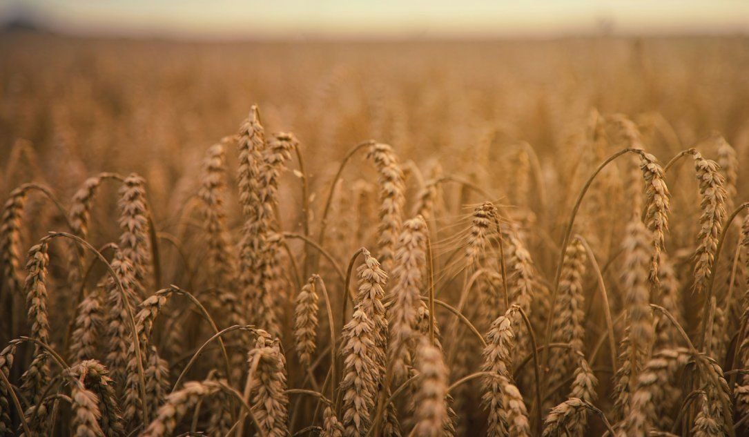 Russian hackers teamed up to wipe data at Ukrainian grain firm