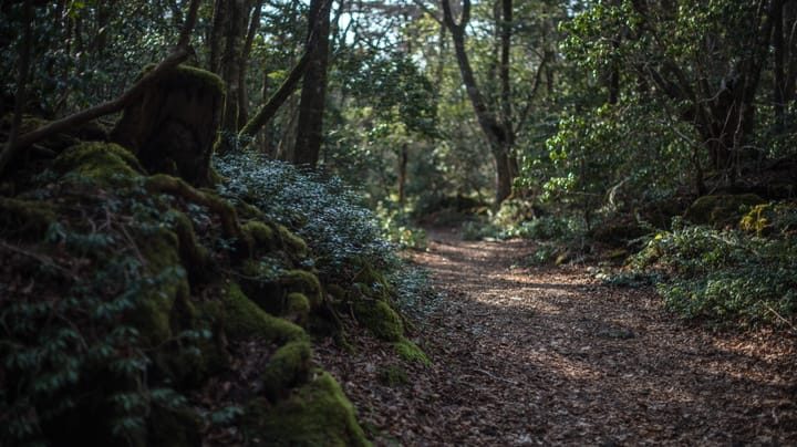 'Aokigahara' Stealer Targets 'Developer Keyrings' & AI Assistants